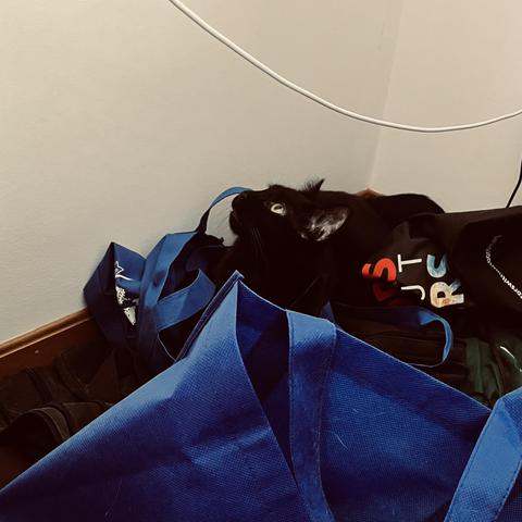 a black cat behind a blue canvas bag looks up in the air with his yellow eyes