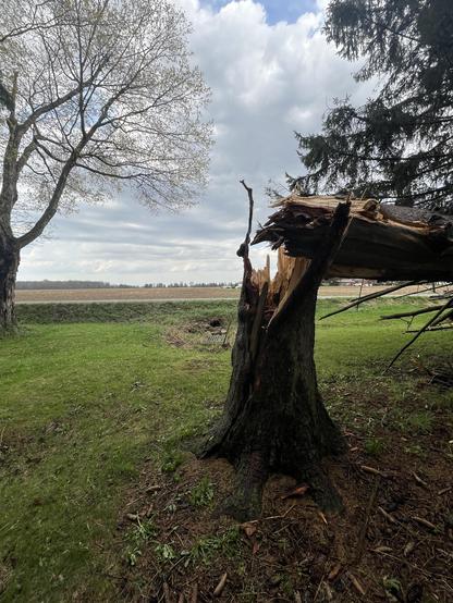 Snapped evergreen tree.
