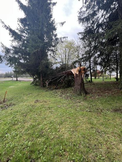 Snapped tree from the west view