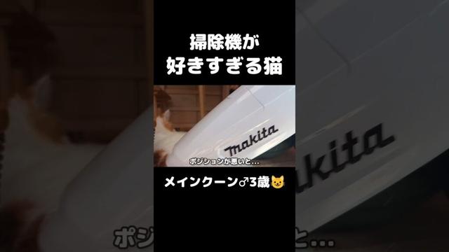 付けると走ってくる😺 #猫のいる暮らし #猫 #メインクーン