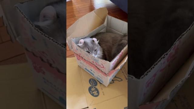 箱好き #ねこ動画 #アメリカンカール #猫のいる暮らし