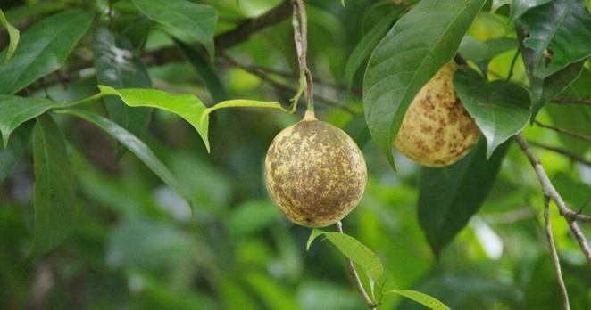Nutmeg compound effective in suppressing coronavirus infection: Hokkaido Univ.
