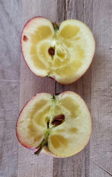 A red apple cut in half showing how much of the fruit is translucent.