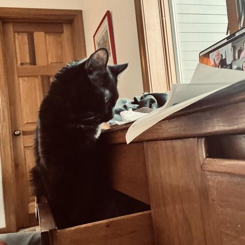 a black cat sits in a dresser drawer and looks up at some papers on top of the dresser