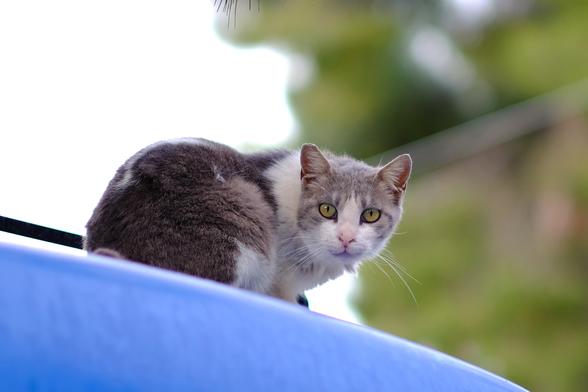 Photo of a bicolour grey-and-white cat on a blue  car roof. The cat looks at the camera.
