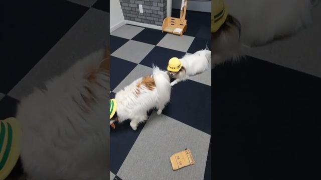 犬にお給料あげてみたら可愛かった #犬のおやつ #犬のいる生活 #パピヨン