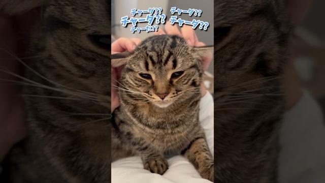スコティッシュのフォースが可愛すぎて無理www #shorts #猫 #cat