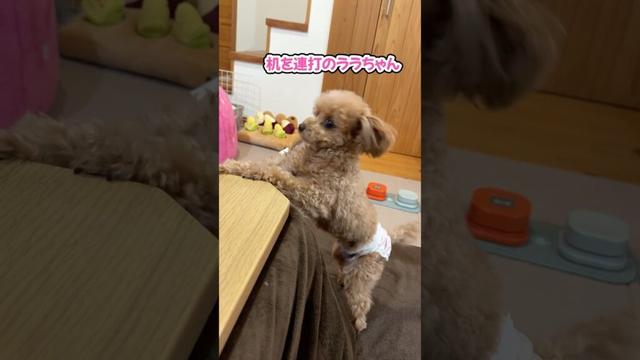 飼い主の食事を邪魔するトイプードル #shorts #トイプードル #可愛い犬