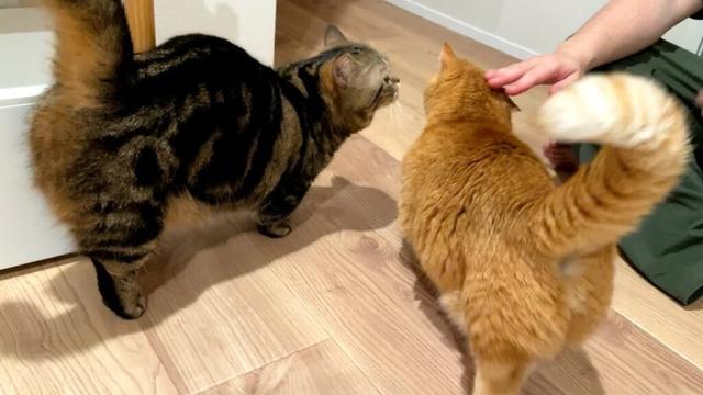 引っ越し直後でも家族が揃えばルンルンな猫たち