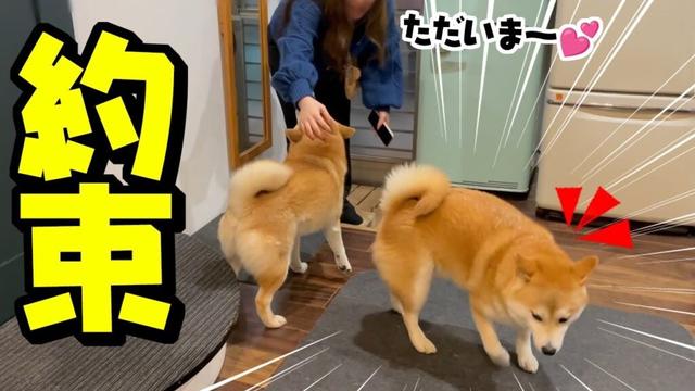 深夜に帰宅した娘をパパにチクリに走る柴犬、まさかの展開に…