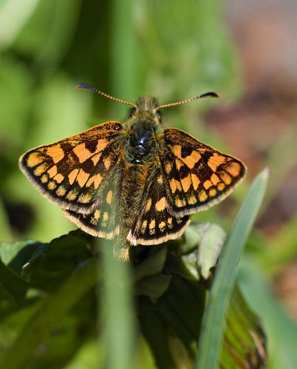 Von oben mit leicht ausgebreiteten Flügeln ein orange-schwarz gemusterter Schmetterling.