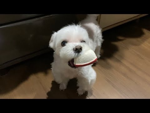 コソコソ遊んでたことがママにバレた犬