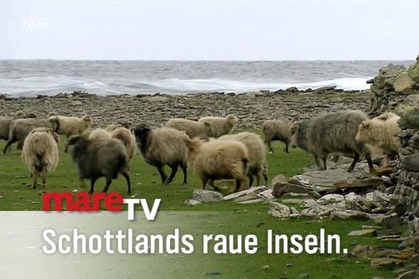 A flock of sheep is grazing on grassy land near the coast, with a backdrop of rocky terrain and the ocean in the distance. Text at the bottom reads "mareTV Schottlands raue Inseln."