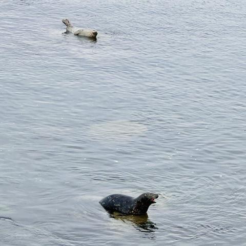 A photo of seals in the water, one with its mouth agape