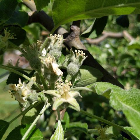 A photo showing apples that have been pollinated and growing fast during cell division. The fruit is small and fuzzy and isn't much more than a swollen part of the stem below where the flower blossom was.