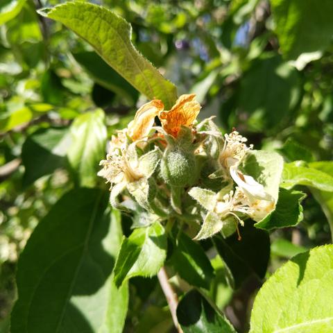 A photo of a Gravenstein apple growing after pollination. The dried up flower bits are on and around it with other smaller or unpollinated parts.