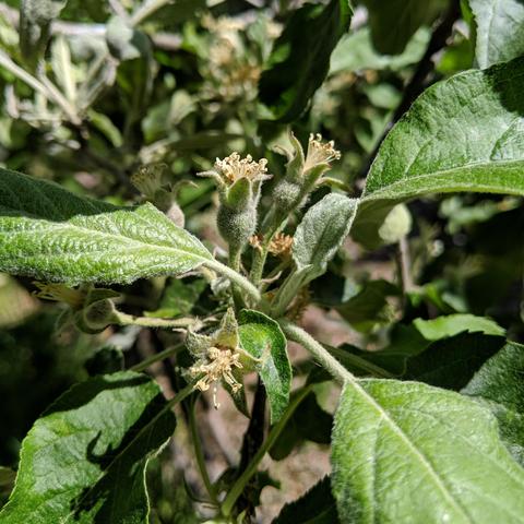 A Jonathan apple graft starting to grow the fruit during cell division after being pollinated.