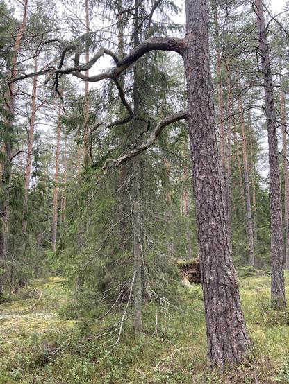 Havumetsää mäen laella, etualalla kohtalaisen iäkäs mänty.