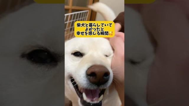 柴犬のお出迎え姿が可愛いすぎる🥰　#shorts #柴犬 #犬 #dog