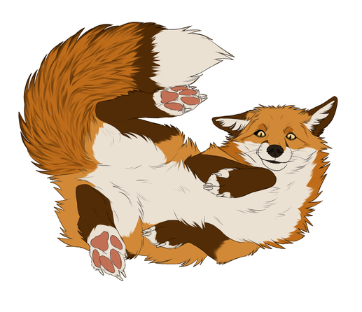 Red fox lying on back looking confused