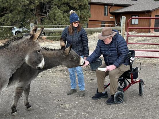 Two donkeys cautiously approaching a man in a wheelchair to receive some treats he brought them whole a woman looks on. The donkeys are gray with white muzzles and bellies and short dark manes. Their tall ears are standing erect, pointed toward the man with the treats. One donkey is nibbling from his hand.