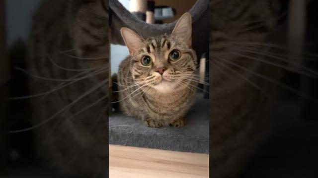 可愛い猫の為に全速力で帰宅するパパ!! #shorts #猫 #cat