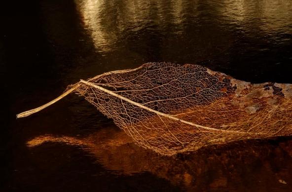 Image shows a skeleton leaf reflecting on a slight mirrored surface with a golden hue