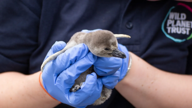 The two Humboldt penguin chicks hatched in April after their eggs were laid in March. This pit shows a person holding baby penguin chick
