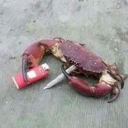 Average r/CannedSardines member