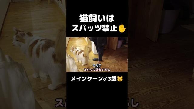 猫飼うなら気をつけて #猫のいる暮らし #猫 #メインクーン #cat #mainecoon #うちだけかも...