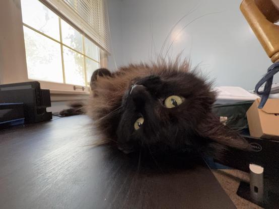 A black cat is lying on its back on a wooden surface, with its head tilted sideways. In the background, there is a window with blinds partially open, and some clutter, including a printer and boxes, can also be seen.