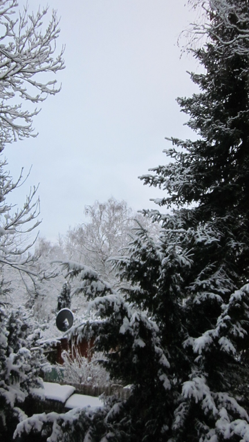 Fotografía en color de árboles nevados