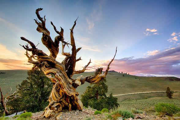 Mathusalem, l'arbre le plus vieux du monde