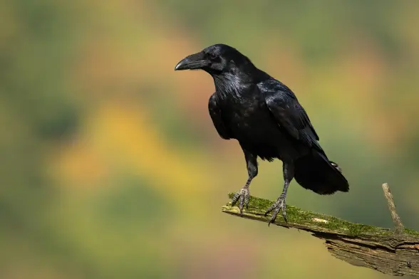 A raven perched on a branch