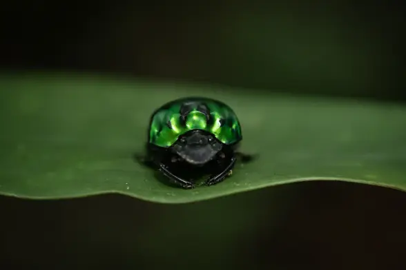 A scintillating green dung beetle on a leaf.