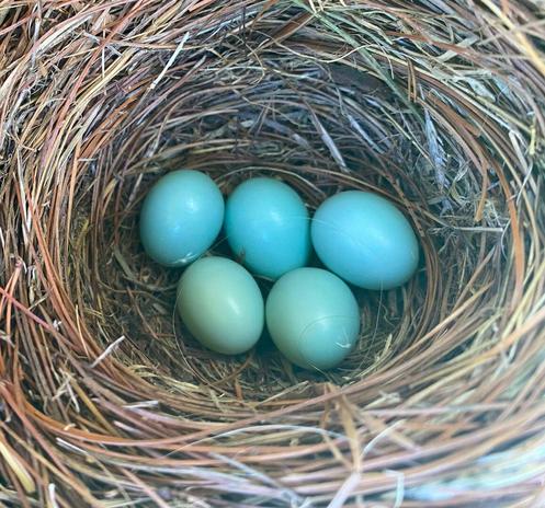 A closeup of a bluebird nest made primarily of straw (mostly dead, brown pine needles).  Nest is perfectly circular-formed with a nice deep cup to hold the 5 light blue eggs pictured here.  Eggs are sitting 3 on top row and 2 on bottom row.