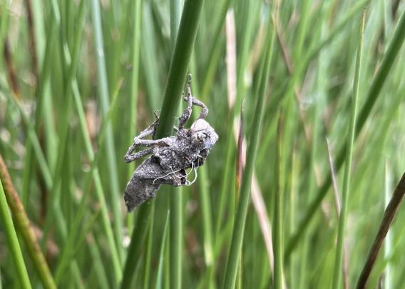 Dead skin of a dragon fly larva after its metamorphosis