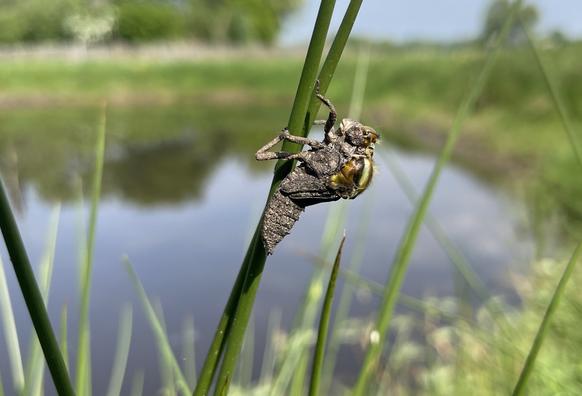 A dragonfly making its way out of its larva skin