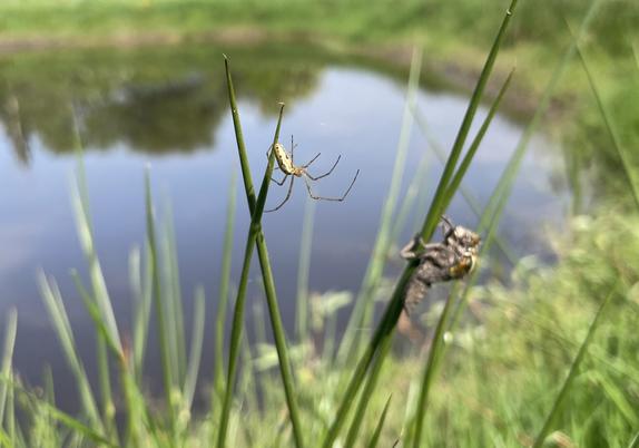A spider weaving its web while a dragonfly slowly emerges from its larva stadium