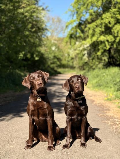 Two chocolate Labrador dogs sit side by side on a sunlit path surrounded by lush green trees, both looking slightly to the left with their heads tilted.