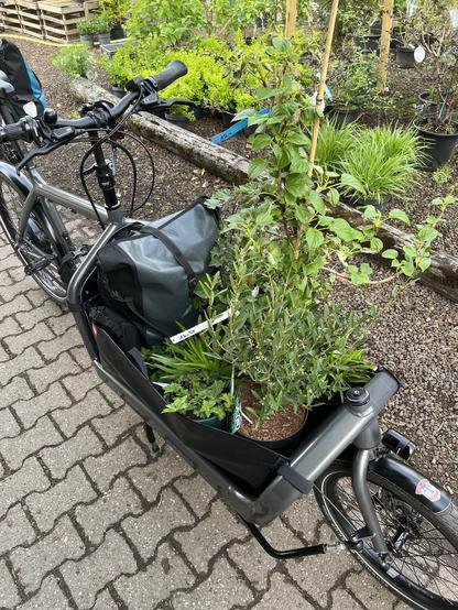 Ein Fahrrad mit einer Ladebox steht auf einem Weg. Die Schachtel enthält mehrere Topfpflanzen, darunter Gemüse und Sträucher. In der Nähe gibt es zusätzliche Pflanzenbehälter und Grün im Hintergrund.