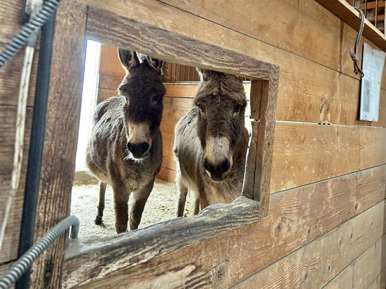 Two donkeys staring blankly through a small window into their barn stall, keeping a safe distance from the opening. Because you can never be too sure.
