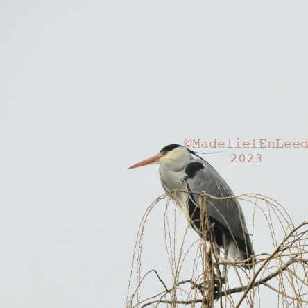 Een reiger aan de rechterkant van de foto. De reiger zit bovenin een wilg boven de reiger en links van de reiger is alleen lucht, egaal grijs/blauw.