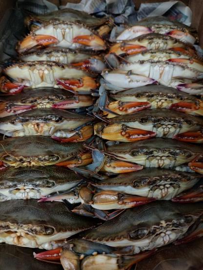 First batch of softshell crabs in!!!