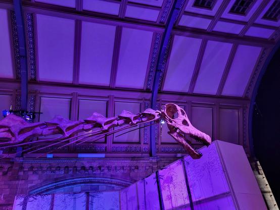 Detail of the head and neck of Patagotitan mayorum at the Natural History Museum of London in the 2023 special exhibition titled Titanosaur: Life as the Biggest Dinosaur.