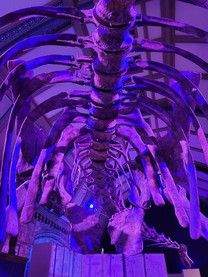 Detail of the ribcage of Patagotitan mayorum at the Natural History Museum of London in the 2023 special exhibition titled Titanosaur: Life as the Biggest Dinosaur.