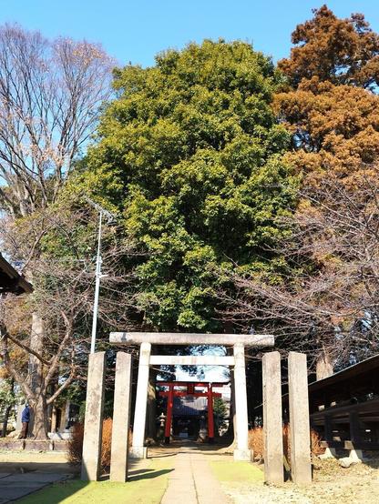 A red torii gate stands in front of a small wooden area, through which leads a footpath to another torii, this one gray and in stone, and eventually to the actual shrine.