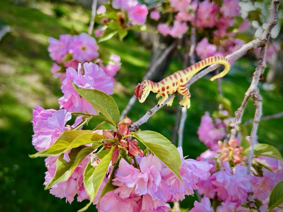 A green Dilophosaurus with brown spots sits on a thin branch covered with fully formed, bright pink cherry blossoms. Green grass rolls through the background.