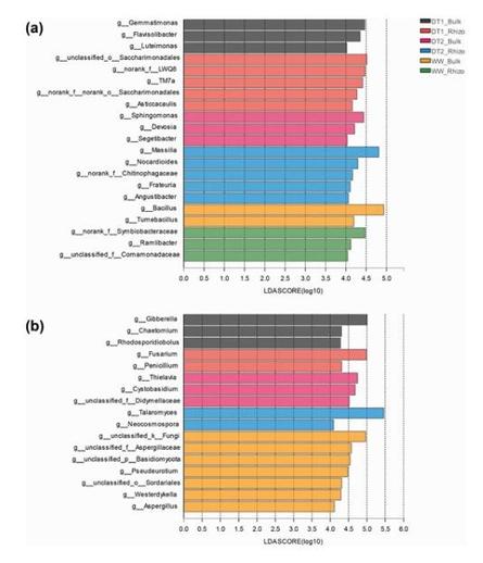 The LDA showed the different genera in the rhizosheath/rhizosphere and bulk soil of different treatments for bacteria (a, LDA score >4) and fungi (b, LDA score >2).