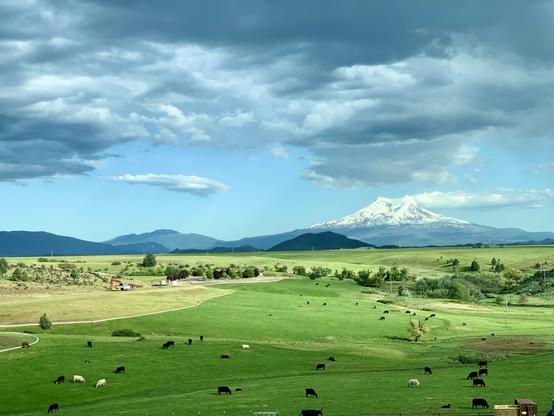 Cumulus clouds hang over a snow capped stratovolcano and other mountains. The bottom half of the image is mostly open, bright green fields, dotted with tiny cows.